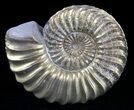Pyritized Pleuroceras Ammonite - Germany #60272-1